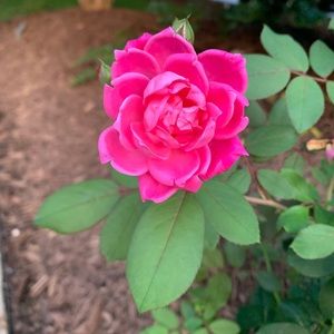 Meet your Posher, May